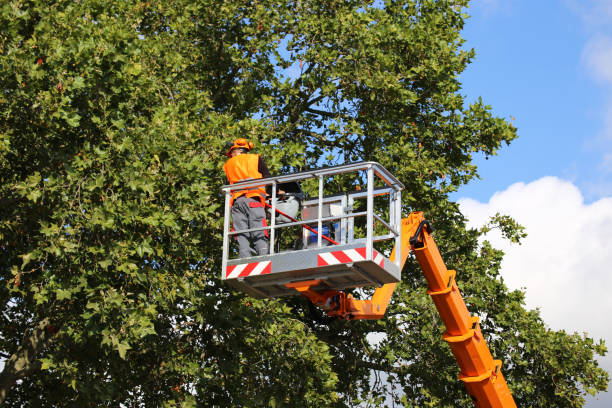 Tree and Shrub Care in Inverness, FL